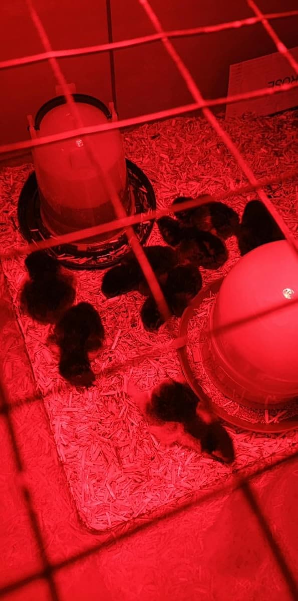 Photo client des poussins au chaud après l'éclosion