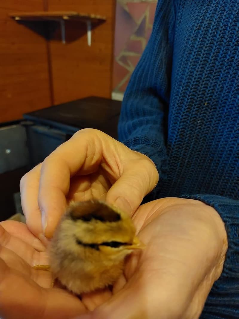 Photo client d'un poussin tenu dans la main après l'éclosion