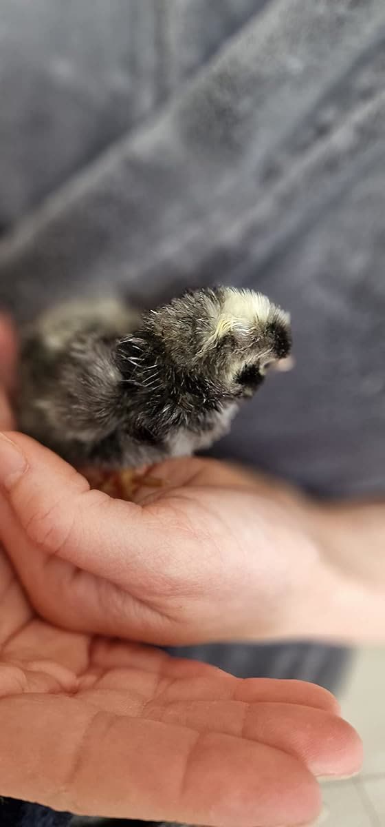 Photo client d'un poussin fraîchement éclos dans la main
