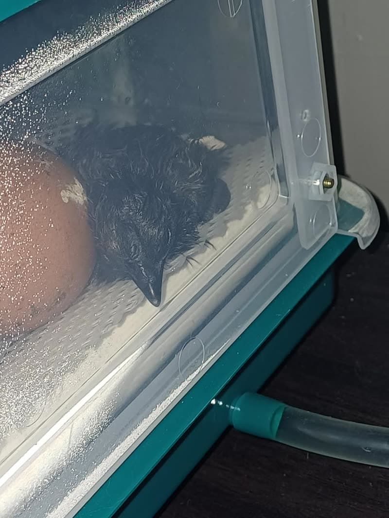 Photo client d'un poussin fraîchement éclos dans la couveuse 16 œufs