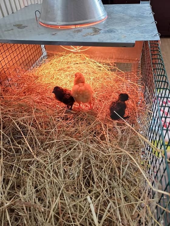 Photo client des poussins installés au chaud dans la poussinière