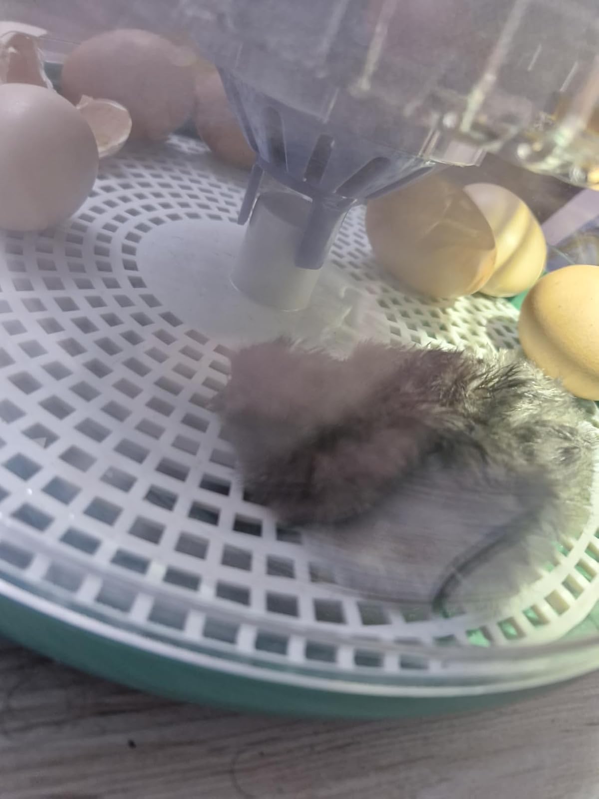 Poussin duveteux dans la couveuse Dural's DX5 parmi les œufs en éclosion