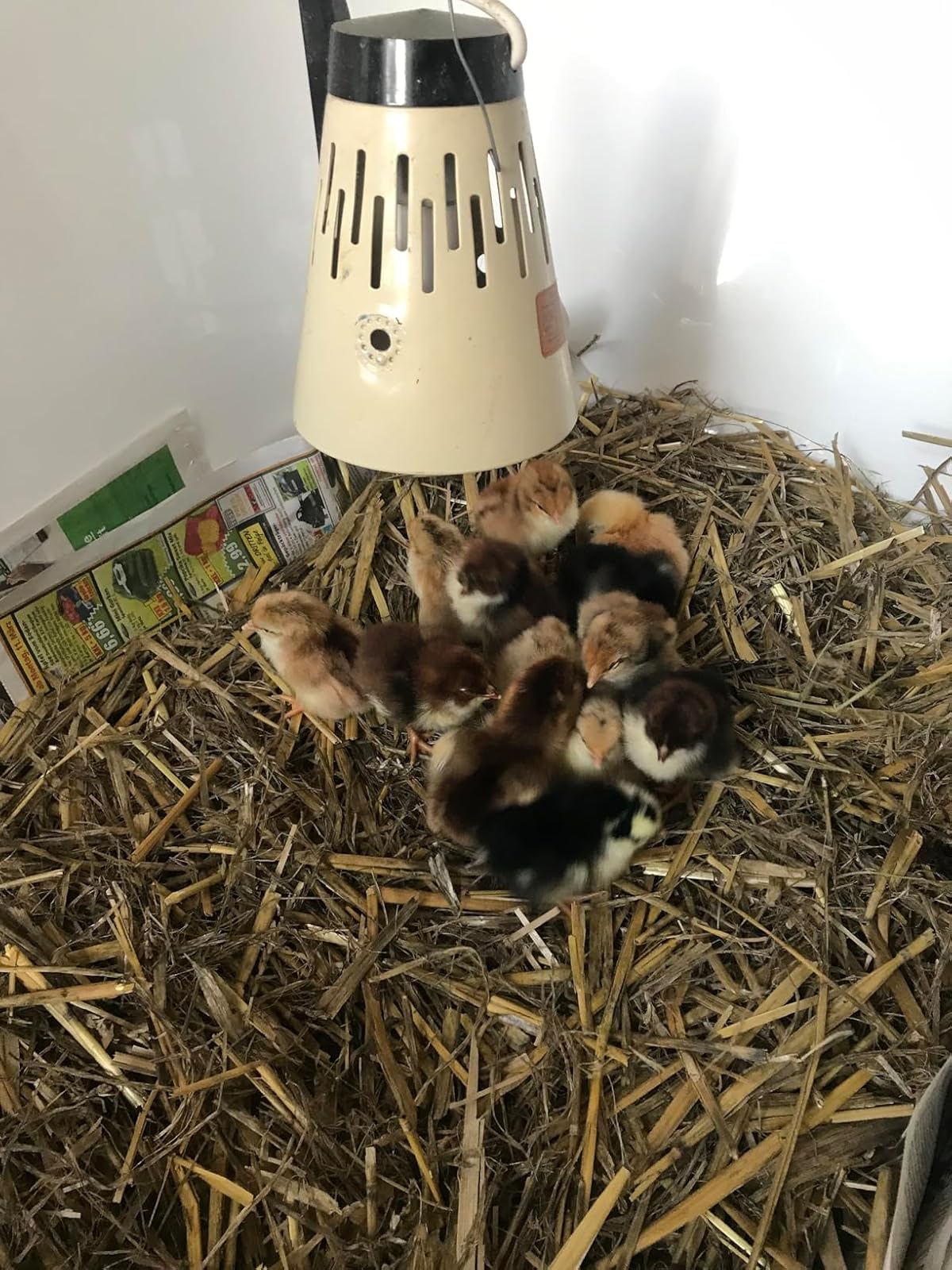 Poussins nouvellement éclos regroupés sur de la paille sous une lampe chauffante