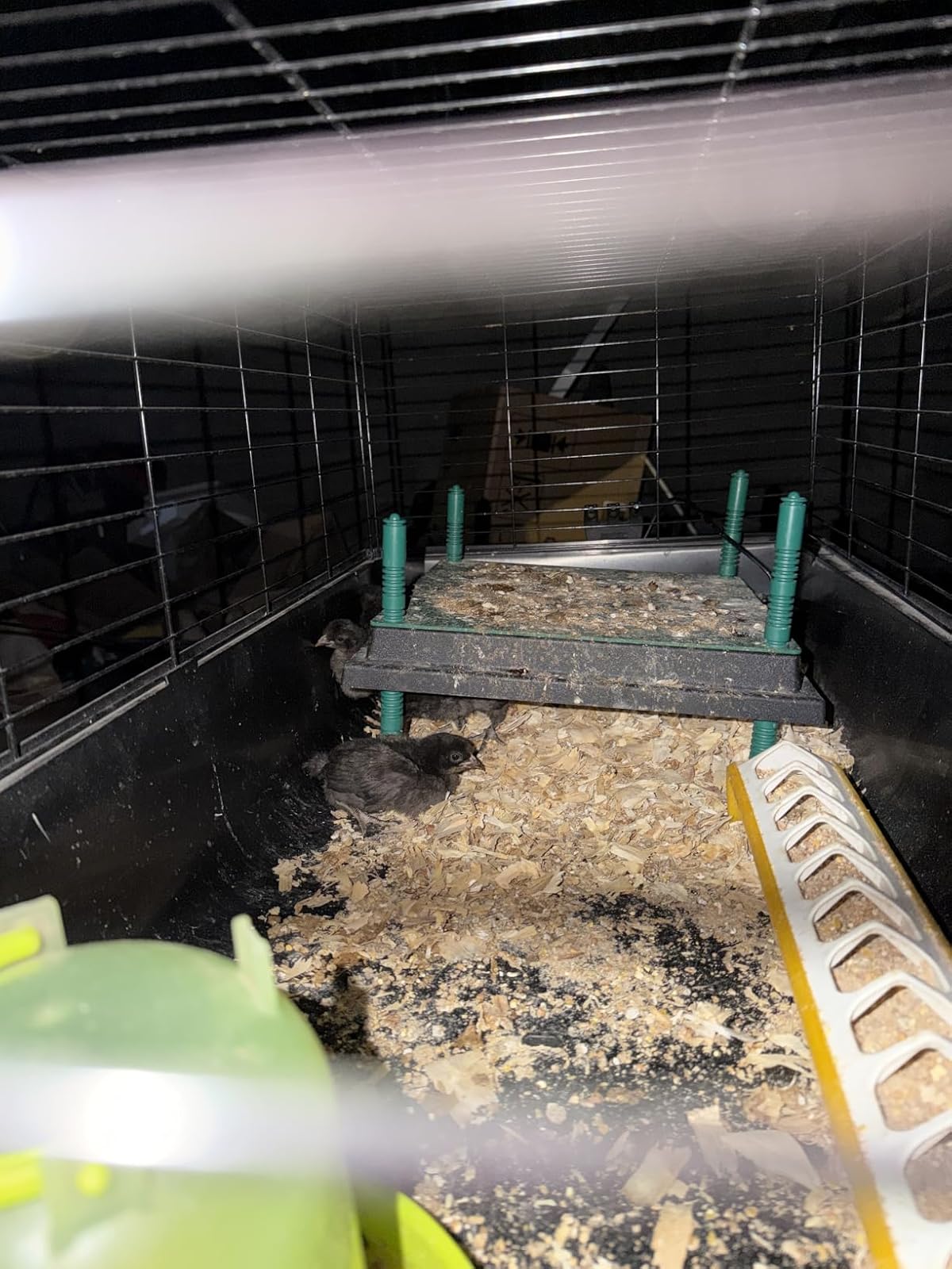 Poussins abrités sous la plaque chauffante Dural's dans leur enclos