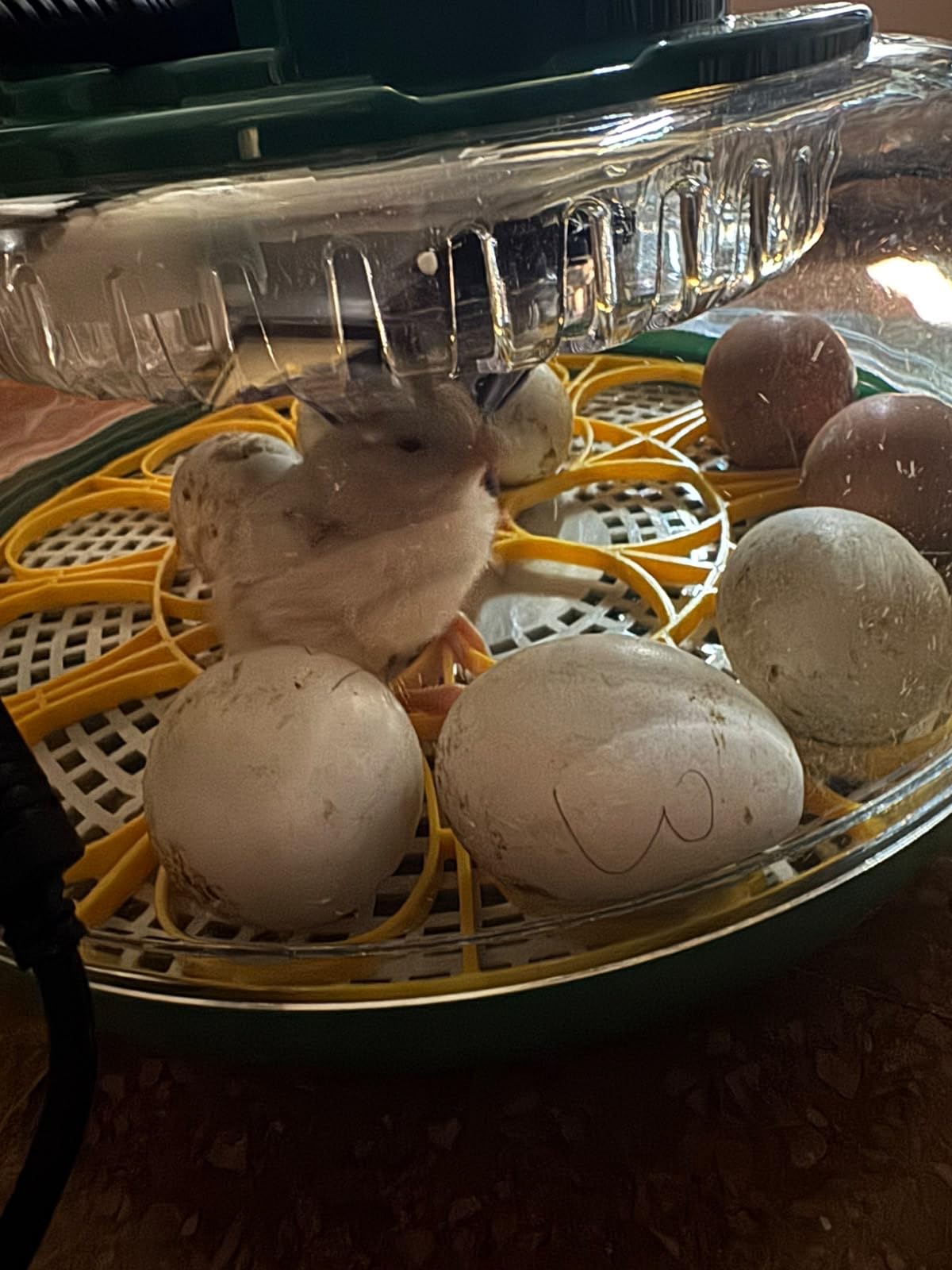 Couveuse à œufs ouverte avec un poussin nouvellement éclos entouré d'œufs sur le plateau de retournement jaune