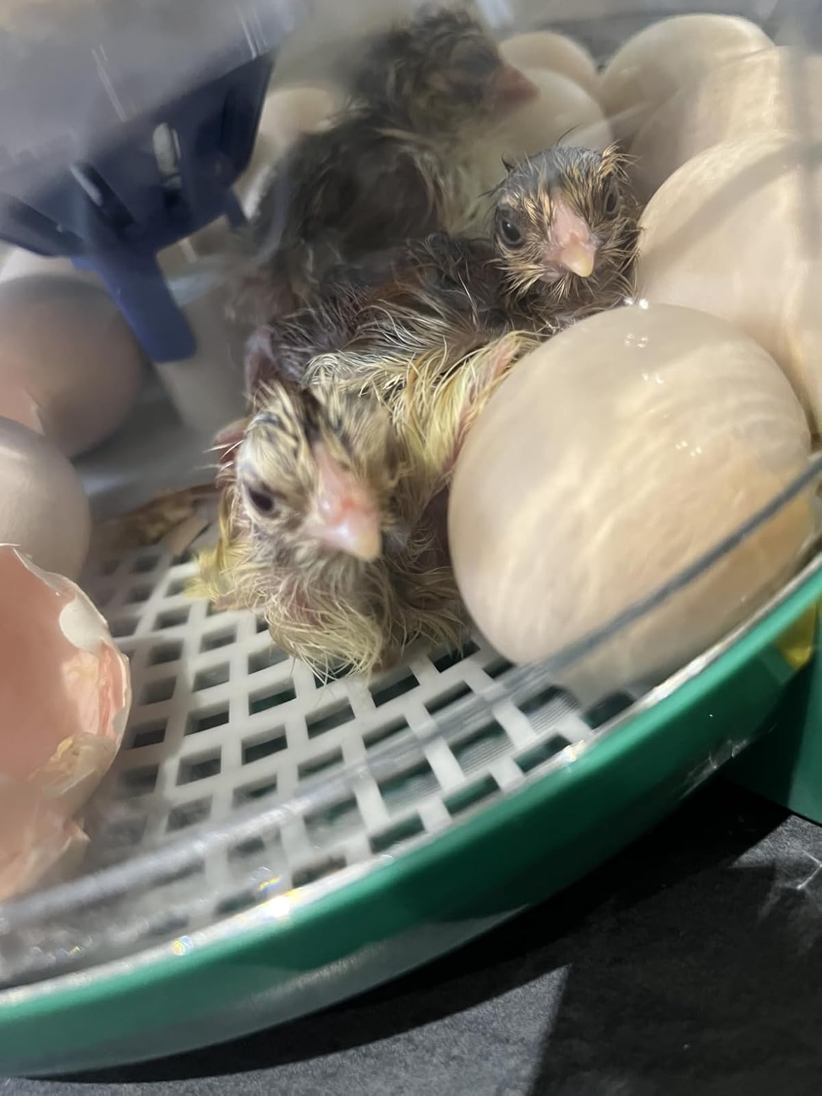Poussins fraîchement éclos dans la couveuse Dural's DX5, entourés d'œufs