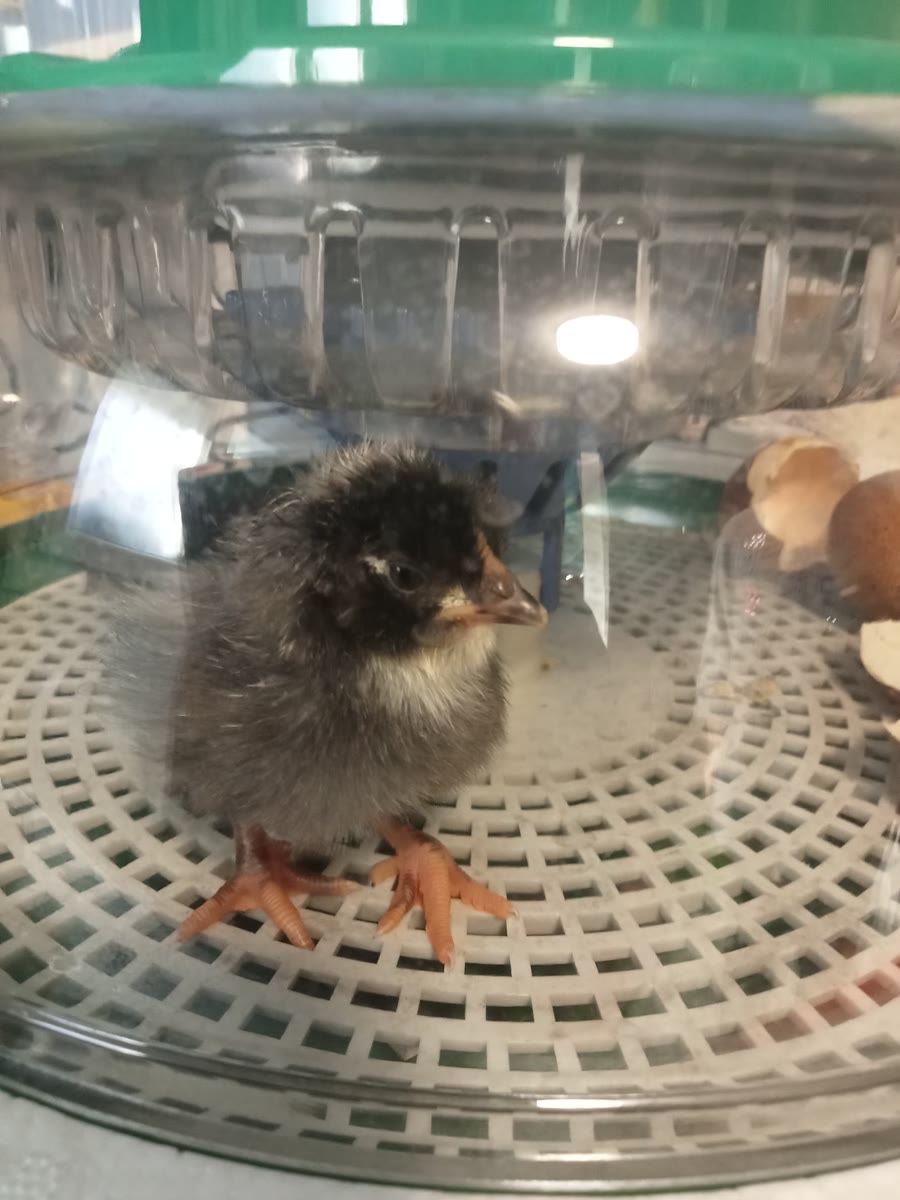 Couveuse Dural's en fonctionnement pendant l'incubation