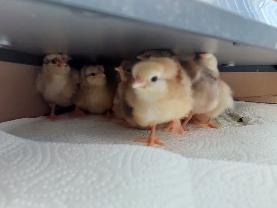 Poussins au chaud sous une plaque chauffante Dural's
