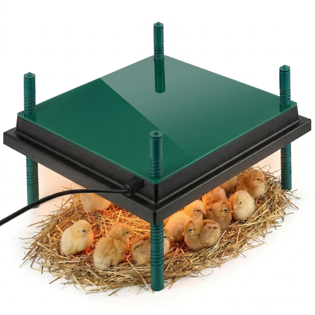 Plaque chauffante pour poussins avec pieds réglables en hauteur