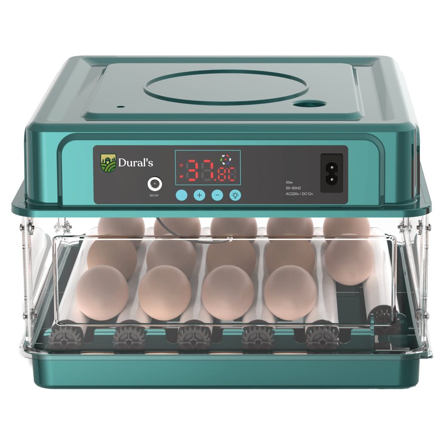 Couveuse automatique Dural's GC5601, tiroir transparent rempli d'œufs