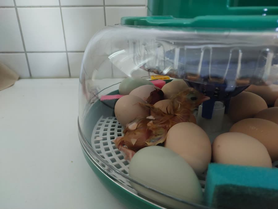 Poussin fraîchement éclos parmi les œufs dans la couveuse
