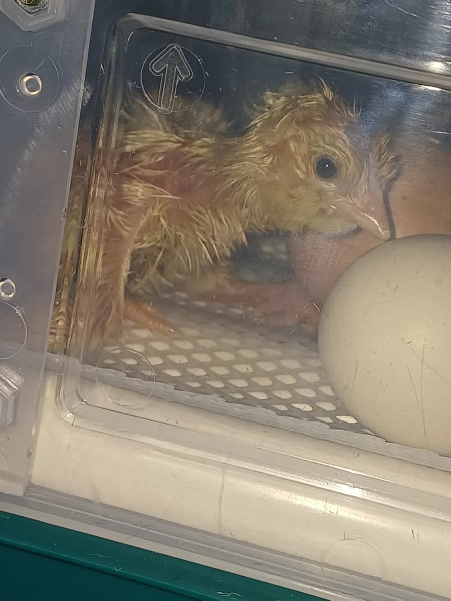 Poussin fraîchement éclos