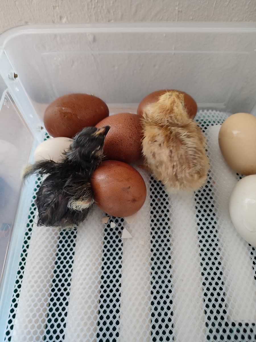 Deux poussins nouveau-nés, un noir et un jaune, parmi les œufs de la couveuse