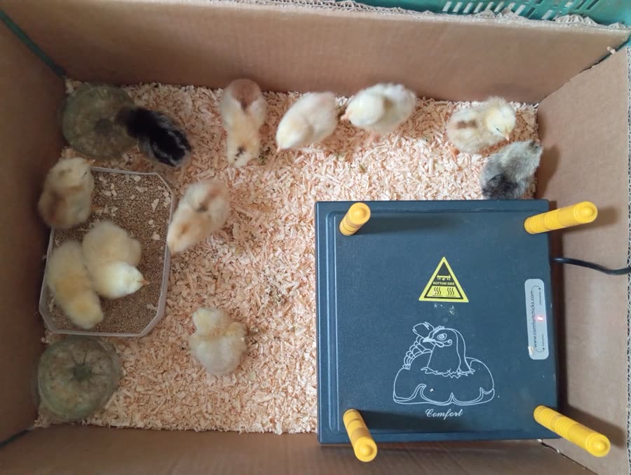 Douzaine de poussins dans leur poussinière en carton, la plaque chauffante posée à côté