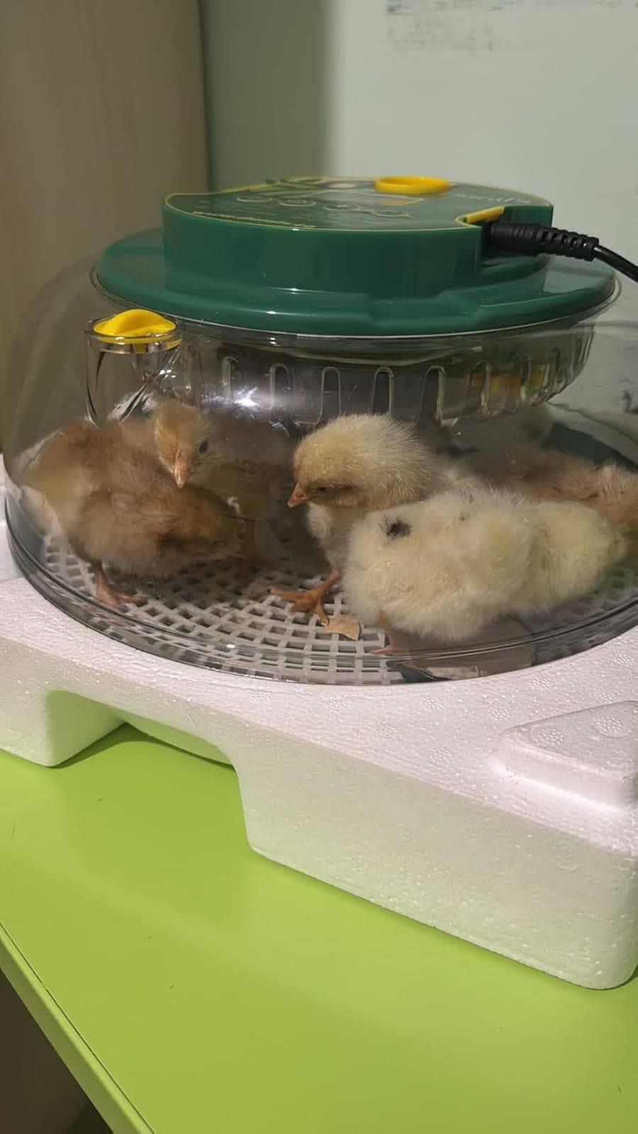 Poussins bien au sec sous le dôme de la couveuse Dural's