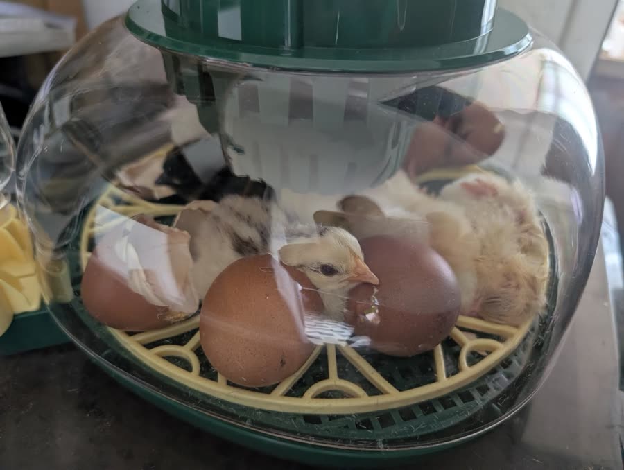 Poussin dans la couveuse Dural's, juste à côté des coquilles dont il vient de sortir