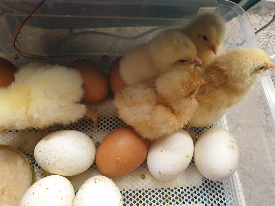 Poussins nés dans une couveuse Dural's