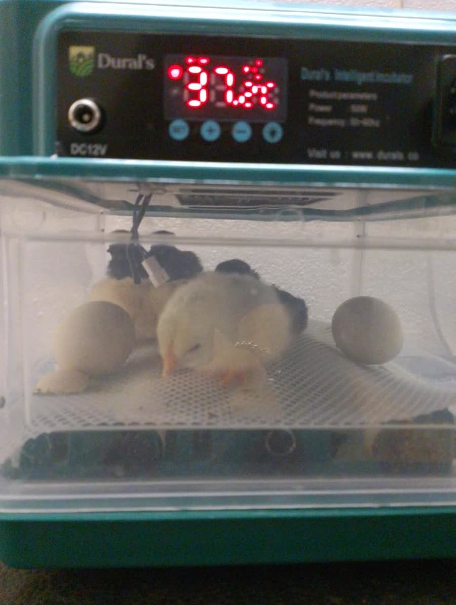 Poussins fraîchement éclos dans la couveuse GC5601, écran de température affiché