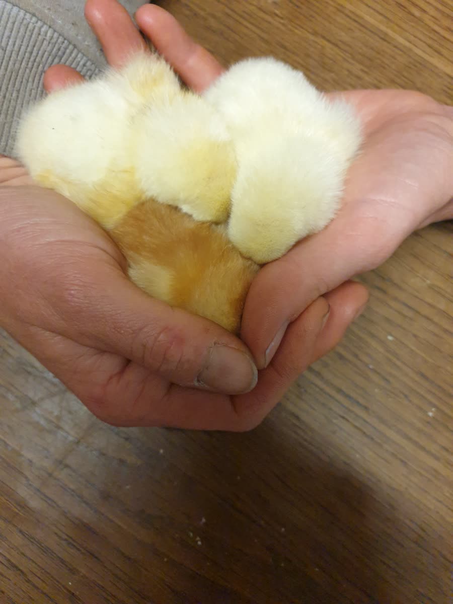 Poussins duveteux dans les mains de leur éleveur