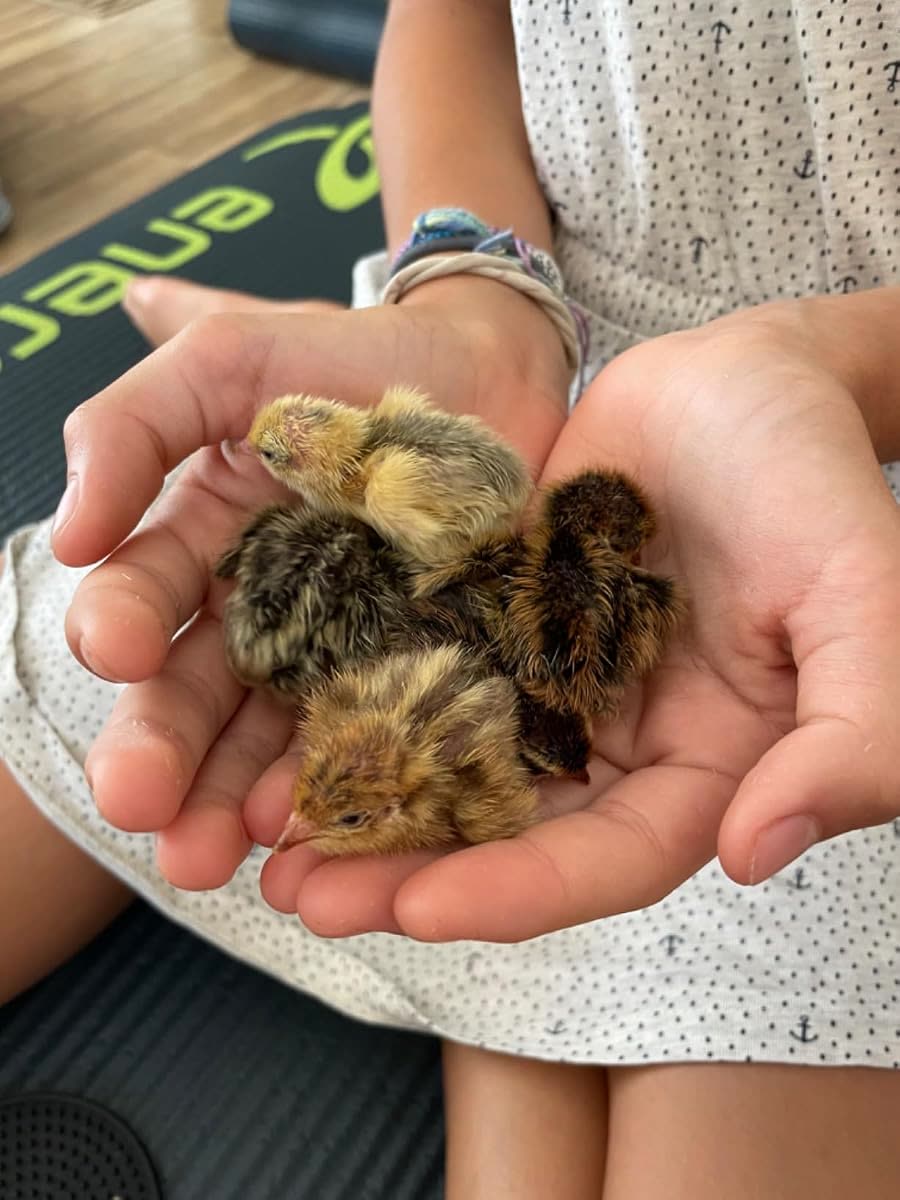 Poussins dans les mains d'un éleveur